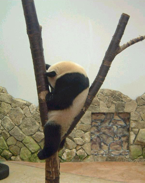 panda tree one