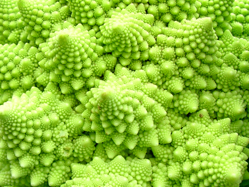 Romanesco Broccoli5
