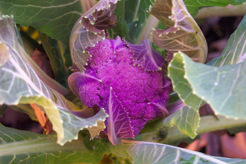 Purple Cauliflower3